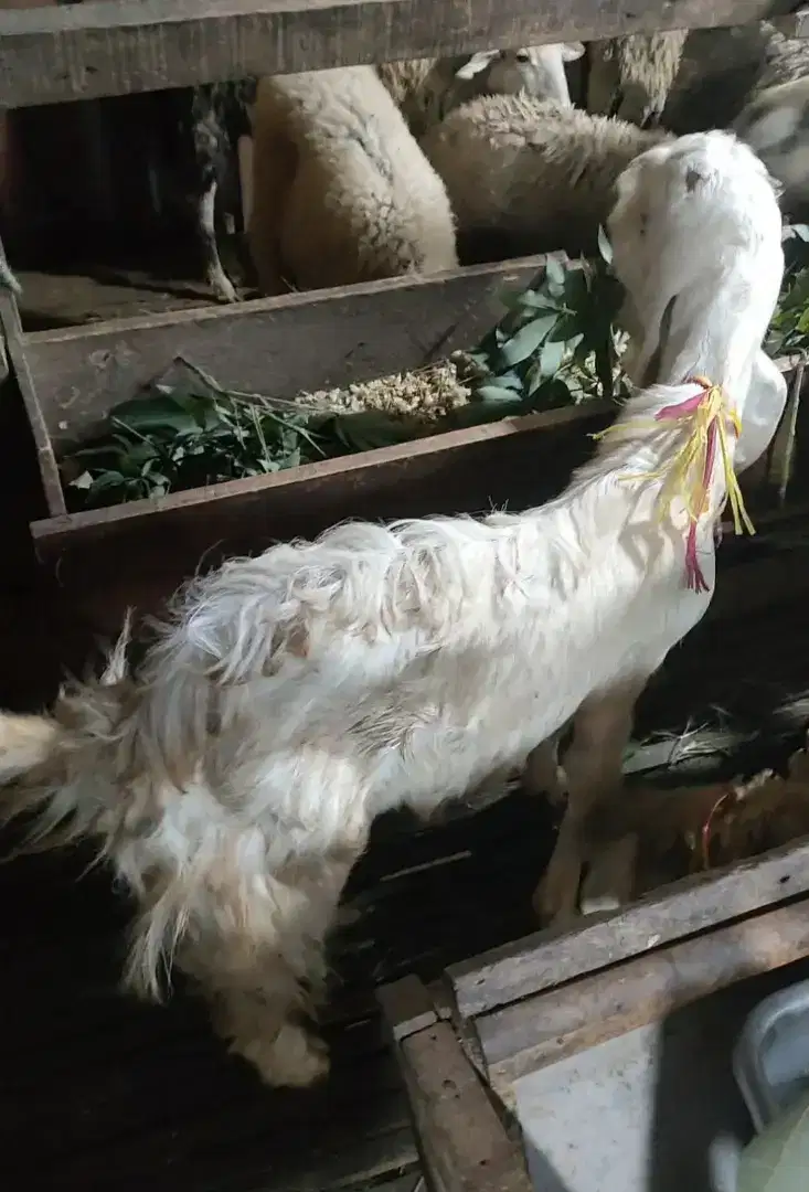 Sedia Kambing Etawa dan Senduro harga Mulai 2,5 Juta