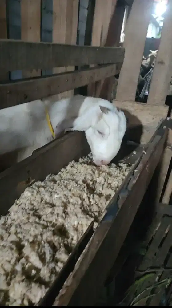 Jual Kambing Etawa dan Senduro Harga Terjangkau