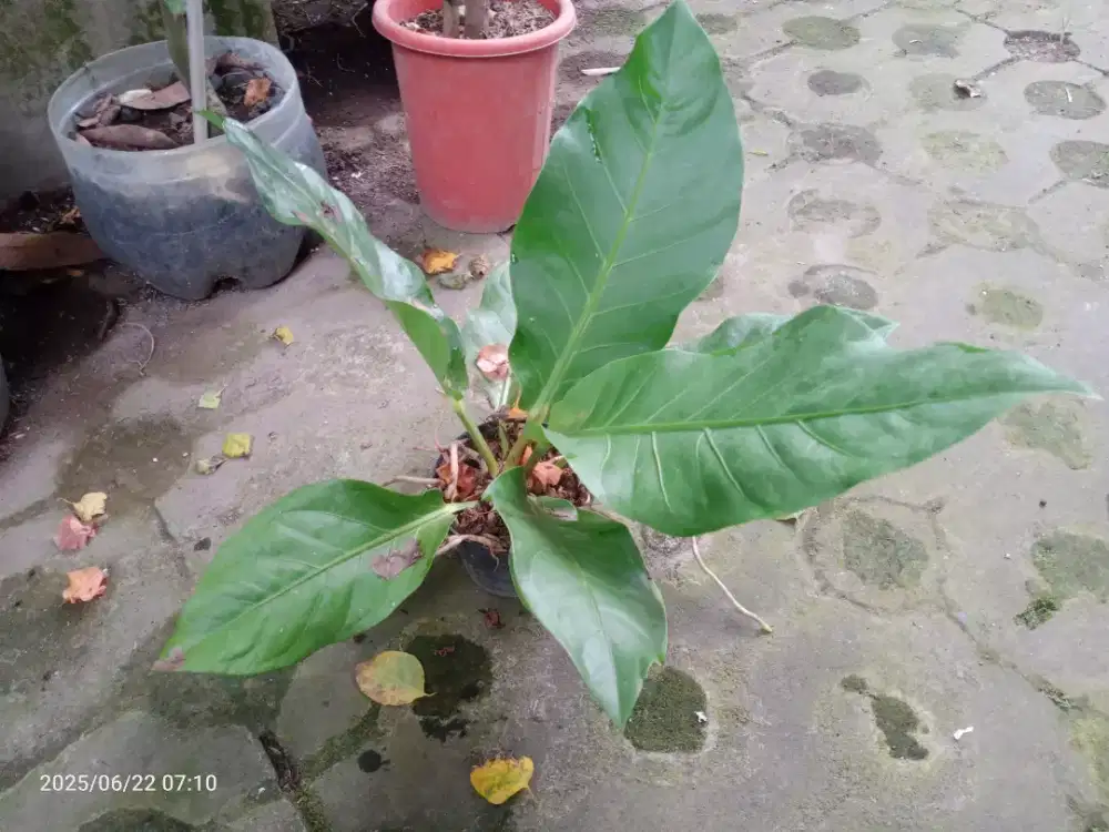 Bunga Anthurium Hookeri, Tanaman Hias