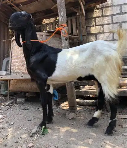 susu kambing etawa murni 100% non campuran 1 liter botol 250ml manteb