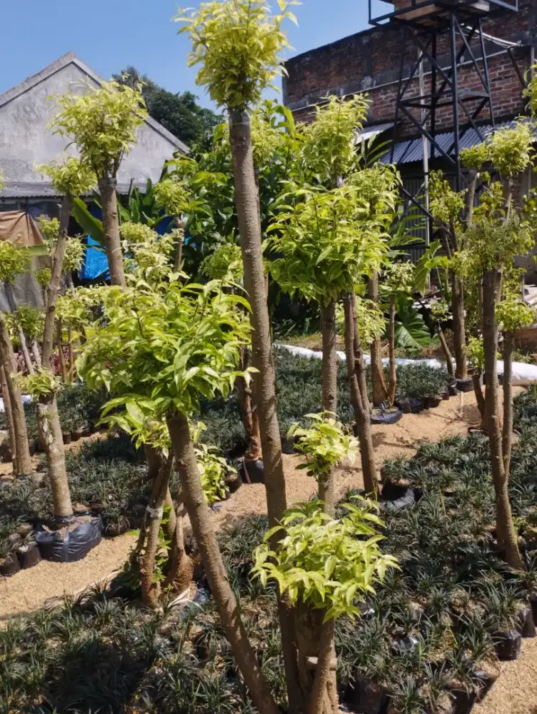 Pohon bonsai anting putri - tanaman bonsai anting putri