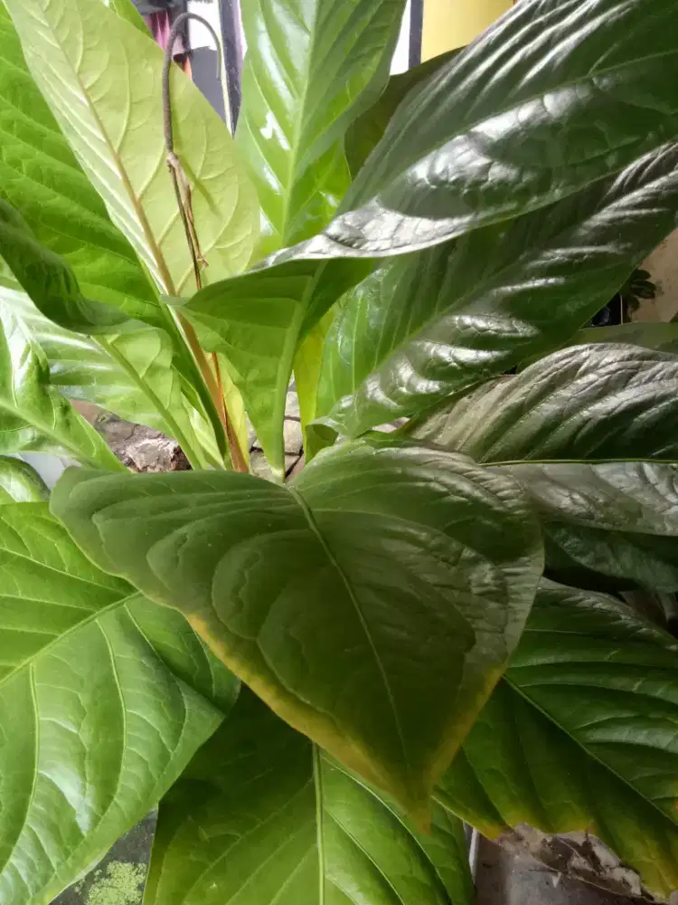 Jual Anthurium Jemani Cobra