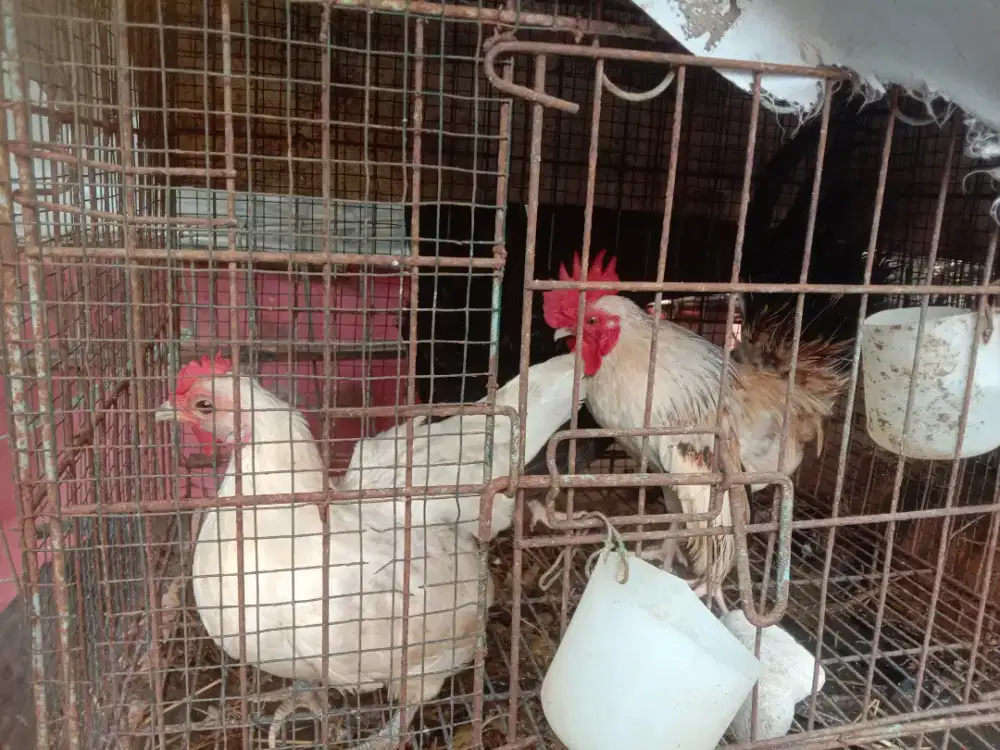 Jual biang Serama. Putih polos