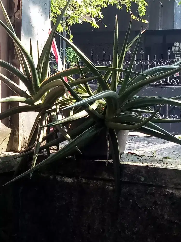 Sanseviera unik istimewa