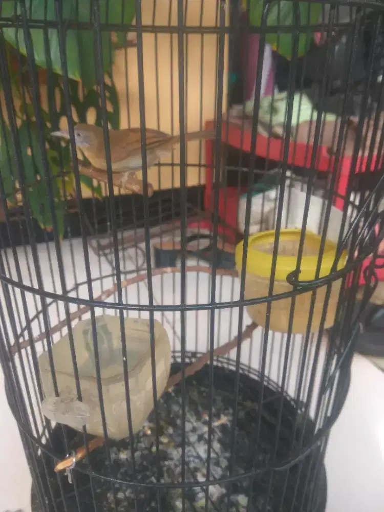 Burung Jenggot Mini, Gacor, fullset, Barter/ TT Ajukan saja.