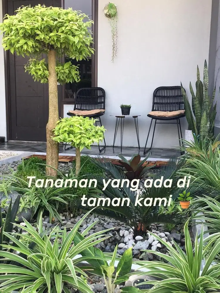 Jenis jenis Tamanan untuk minimalis