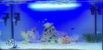 Paket Lengkap Aquascape Murah