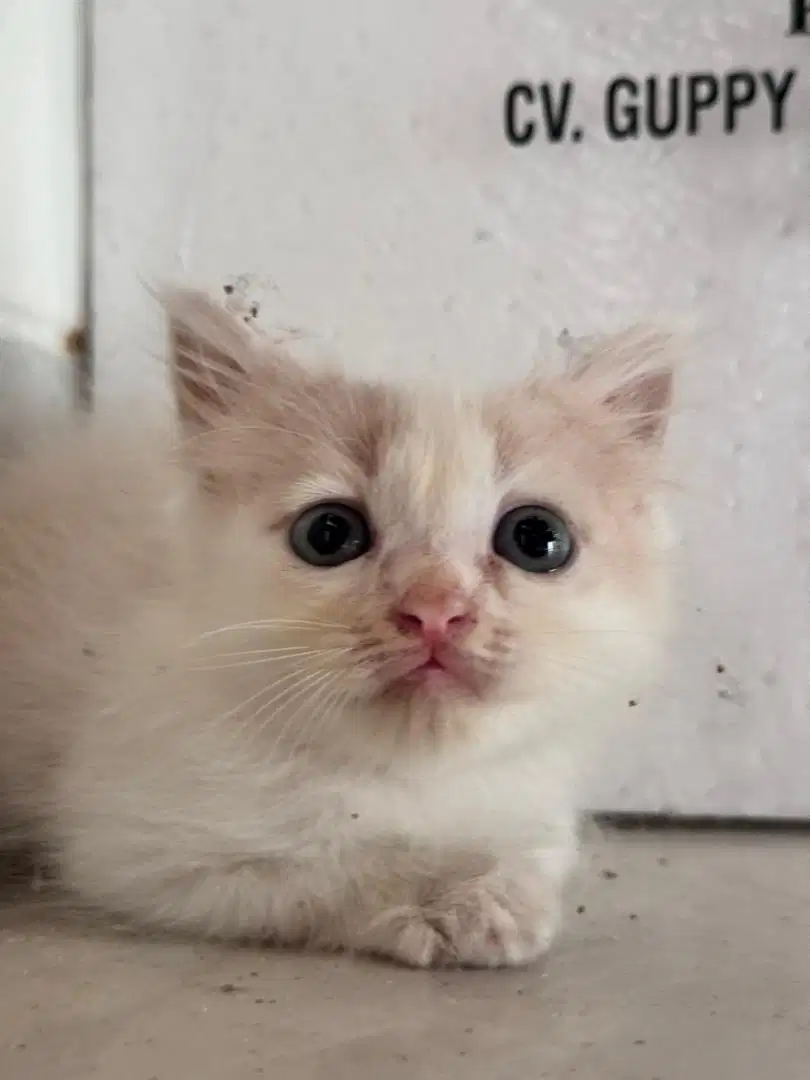 Anak kucing open adopt