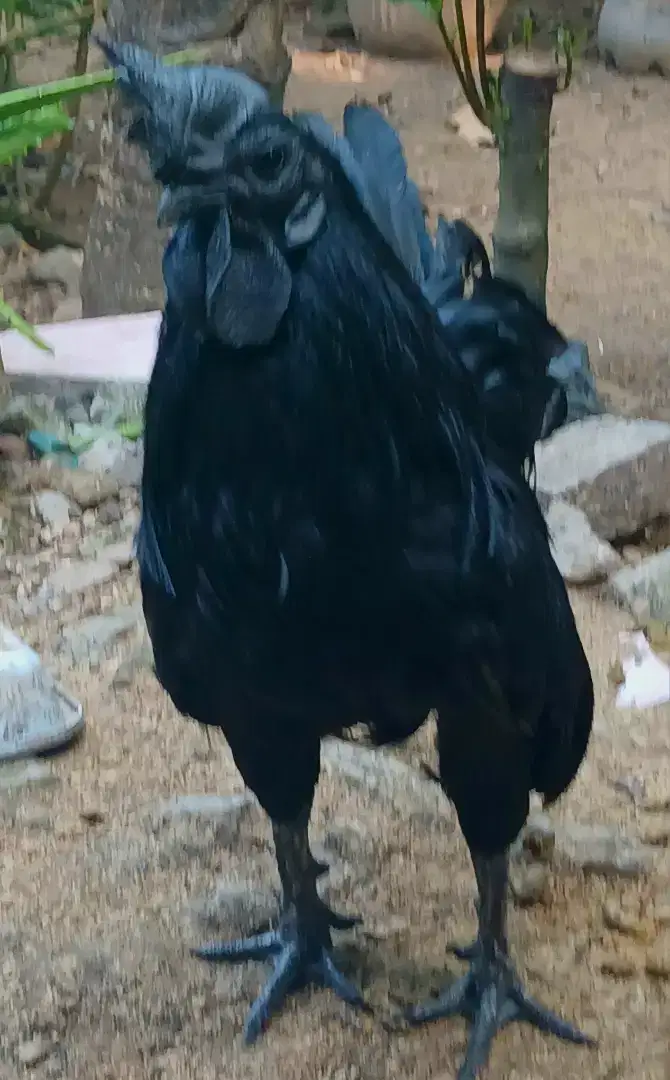 Siap di mahar Ayam Cemani