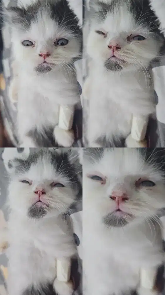 PRT khusus hewan peliharaan