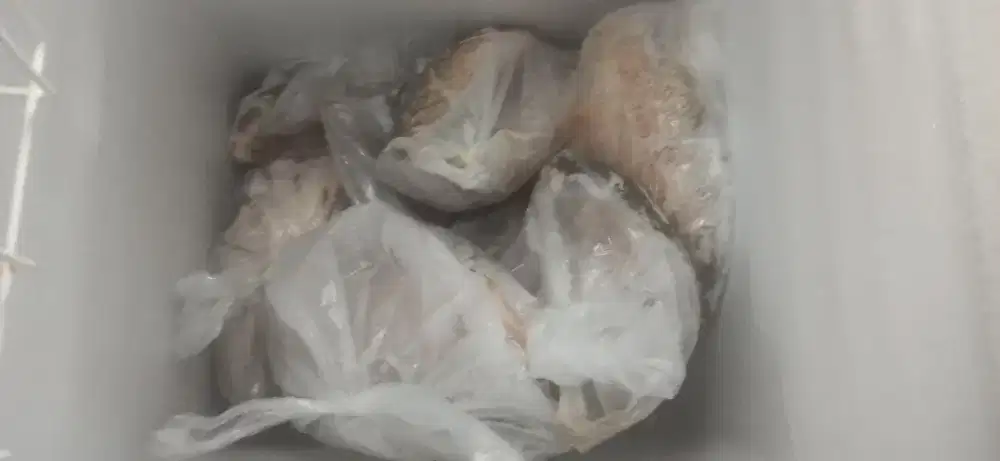 Gurami frozeen/ beku