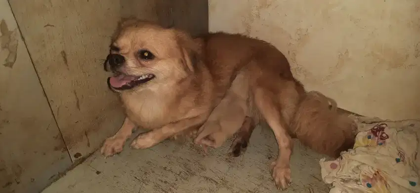 Jual cepat anjing mini plus anaknya