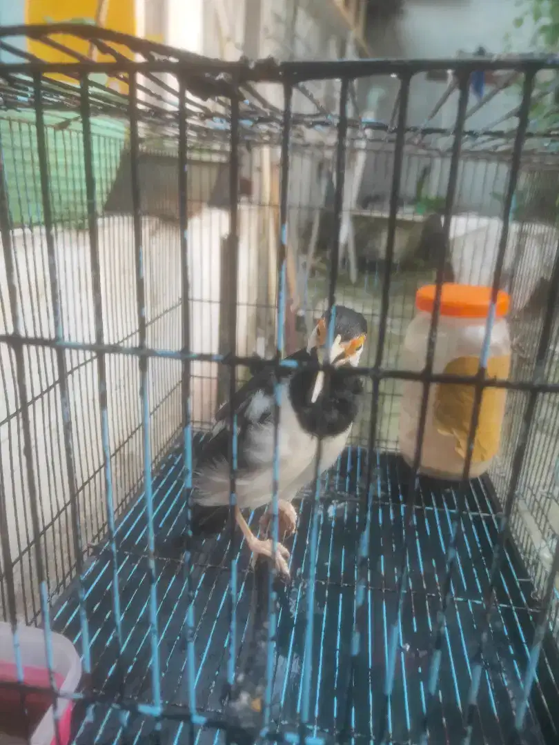 Jalak suren gacor dorrttt