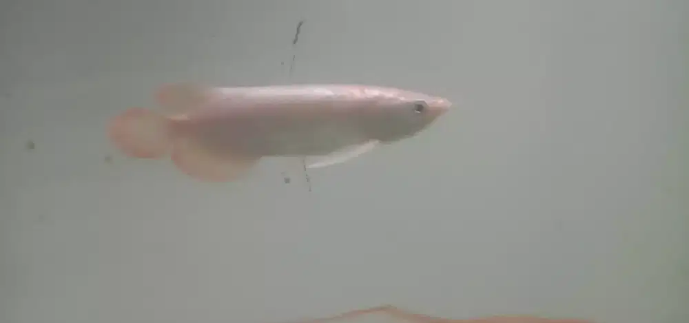 Arwana redbanjar mirip Super Red size -+15cm