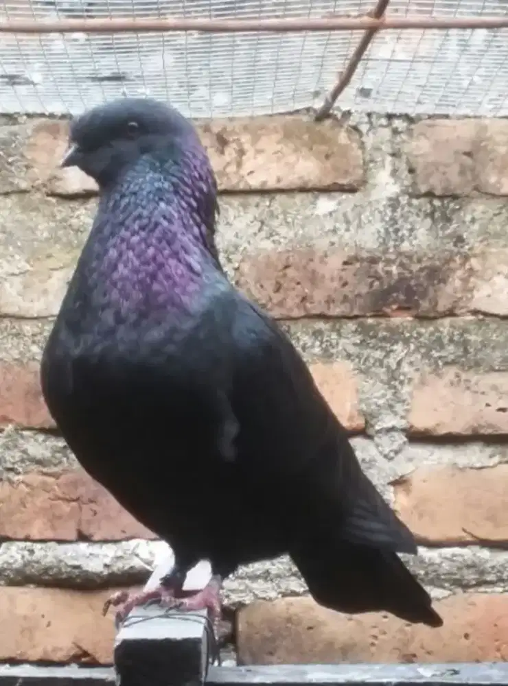 Jual Merpati Jawa Sungut