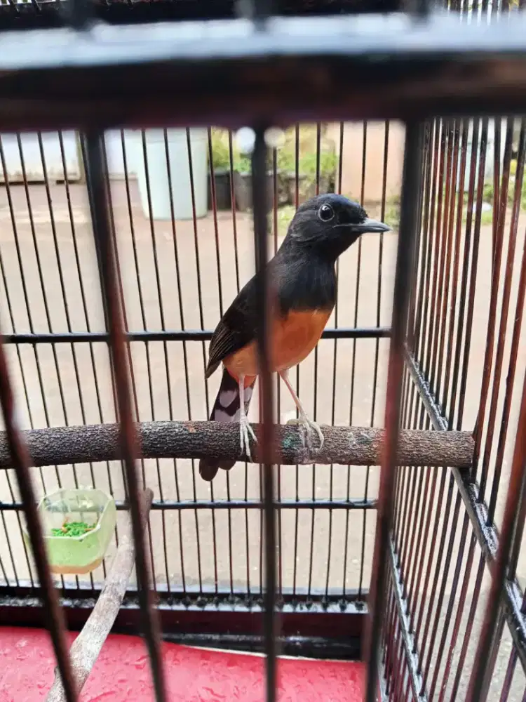 Di Jual CEPAT Burung Murai