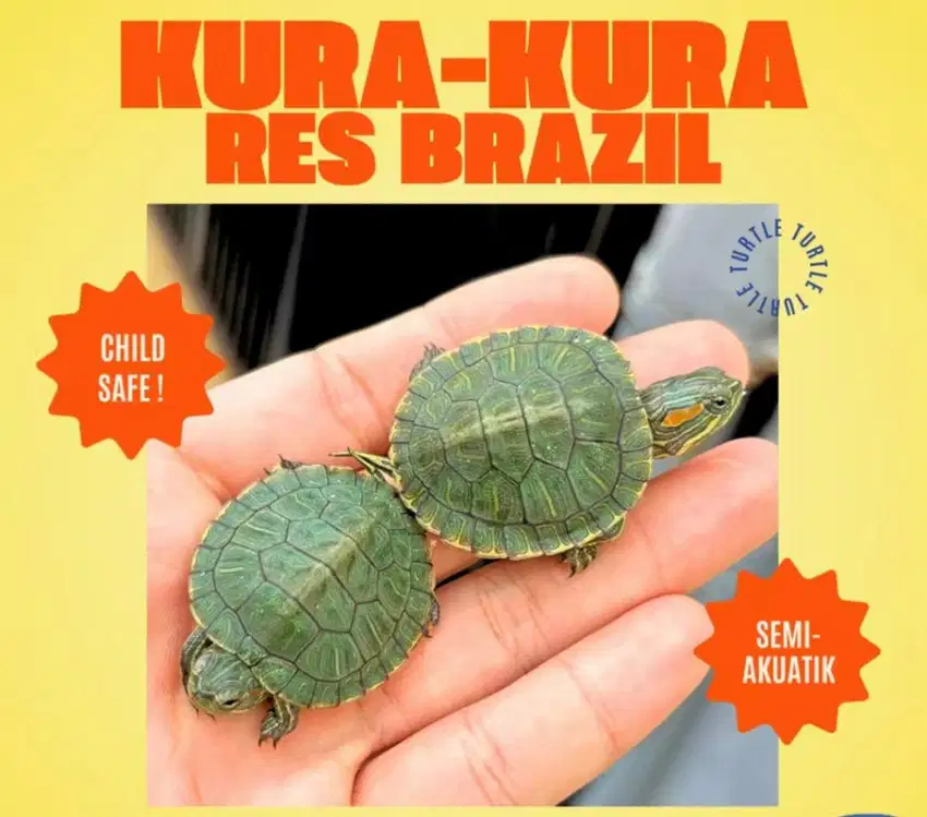 KURA KURA BRAZIL