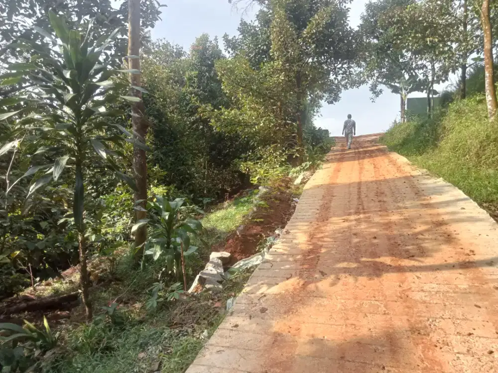 Di jual lhan tanah kebun manggis sudah produk tipe siap nunggu panen