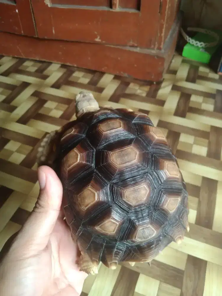 Sulcata 17cm Sehat