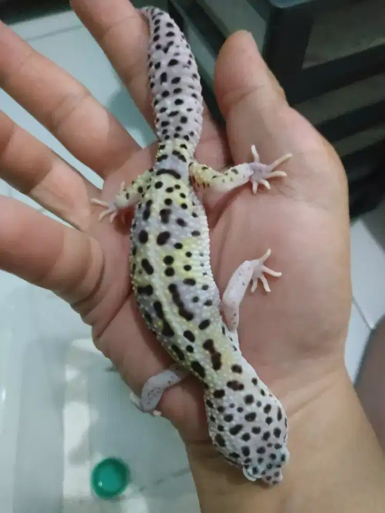 Gecko dewasa 9blnan female corak cerah tegas jinak lulut makan dakoh