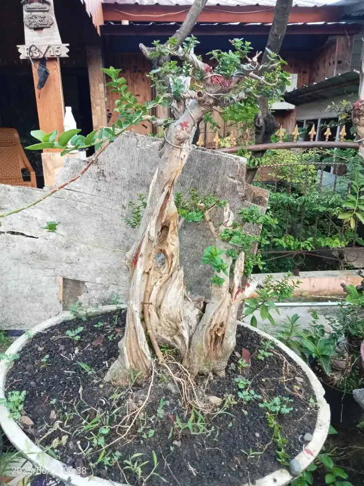 Bonsai Sancang Keringan Ekstrim