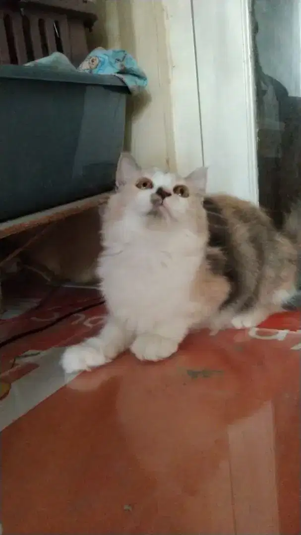 Calico Dilute Betina Kucing Persia