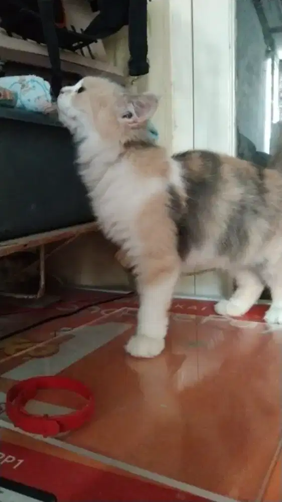 Kucing Persia Betina Calico Dilute