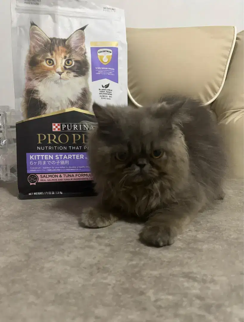 kucing peaknose jantan