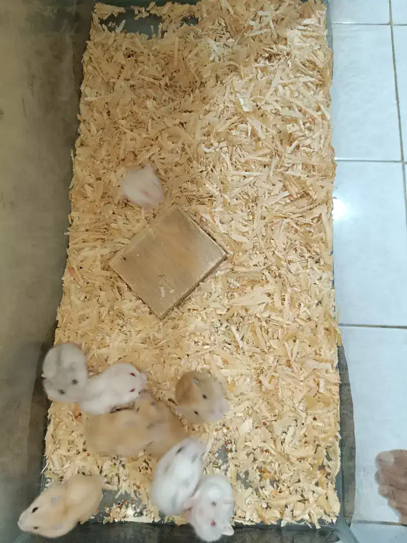 Hamster winter Golden dan Pearl