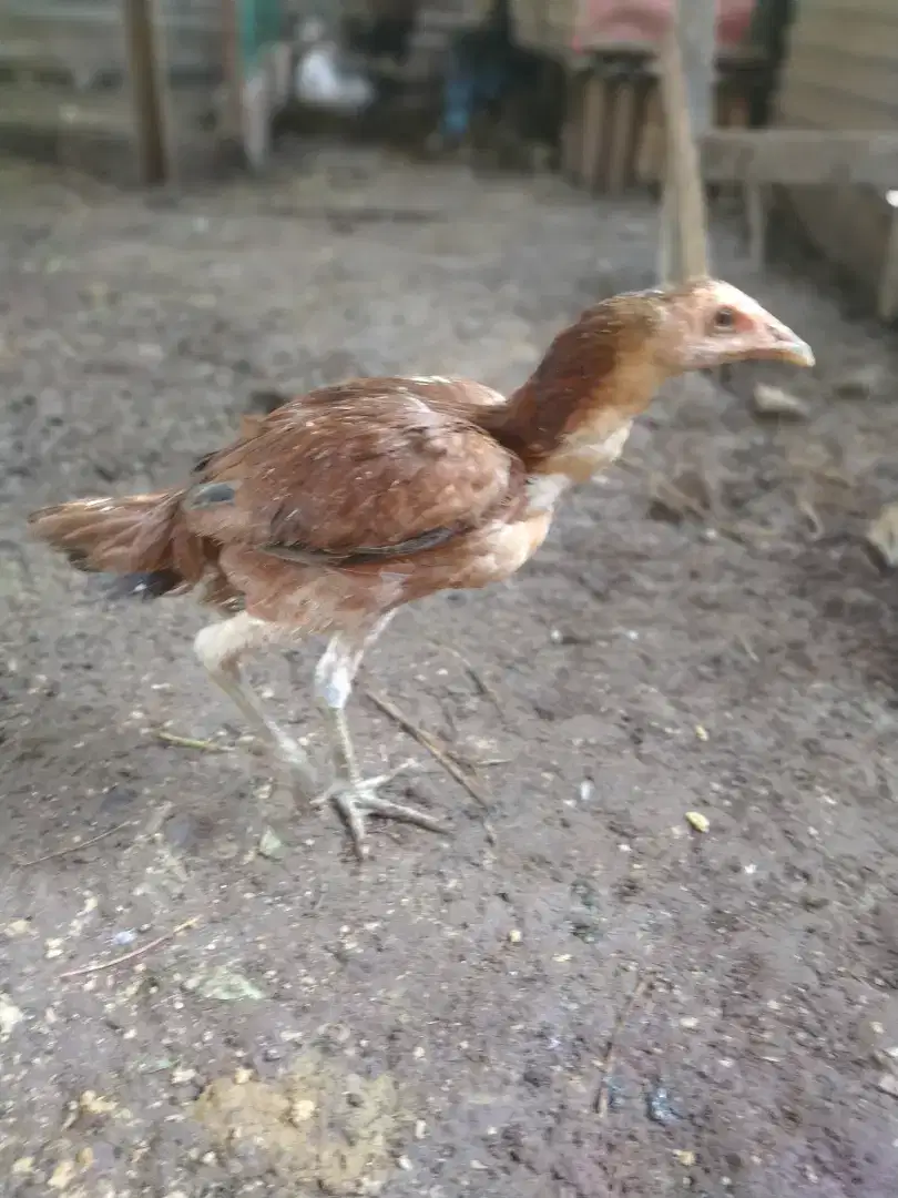 Ayam kampung pejantan tangguh