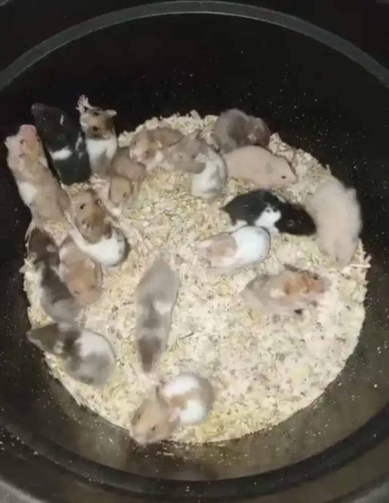 Hamster Syrian short ane longhair