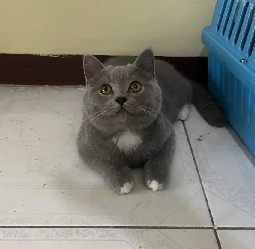 BSH PURE NONPED 4BULAN JANTAN
