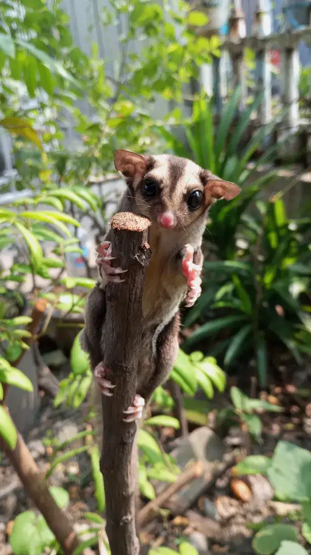 Sugar Glider CG