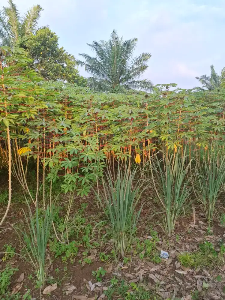 Di jual tanah di simalingkar a