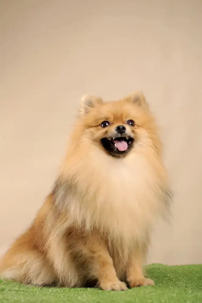 Minipom jantan Good Quality