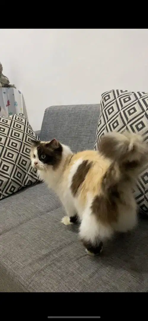 Kucing Ragdoll Tortie Bicolor Betina