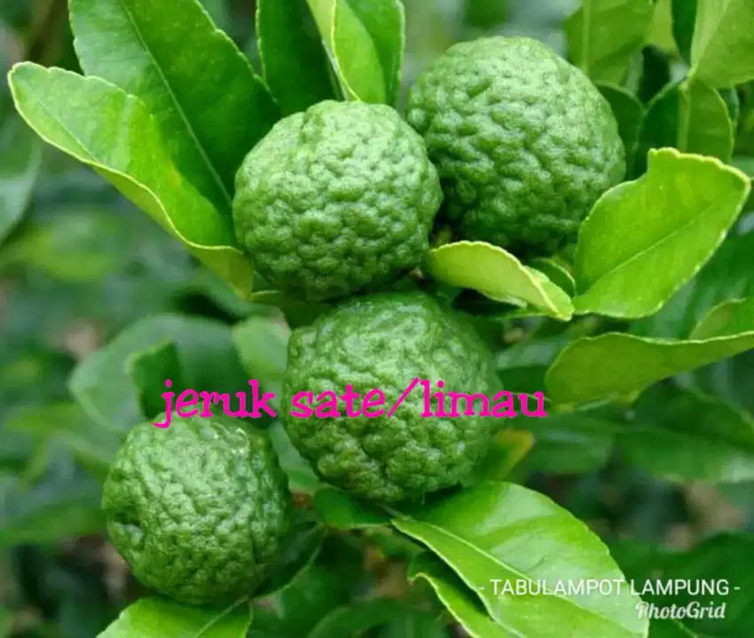 Ready bibit jeruk purut sambel sate limau Lokasi Bandar Lampung