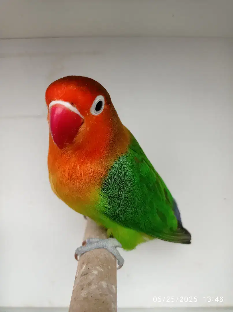 Lovebird Green Fischeri INDUKAN