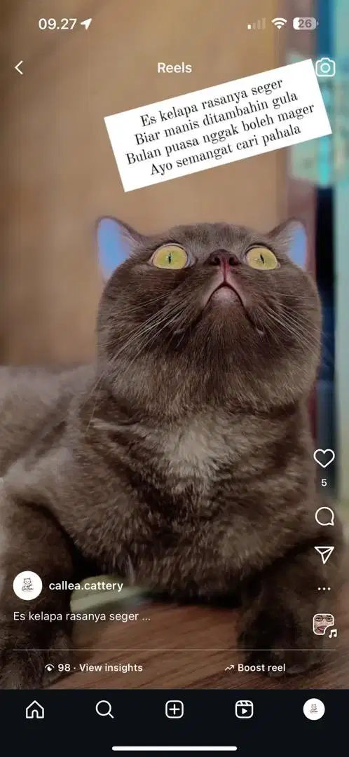 Kitten BSH x Scottish Fold