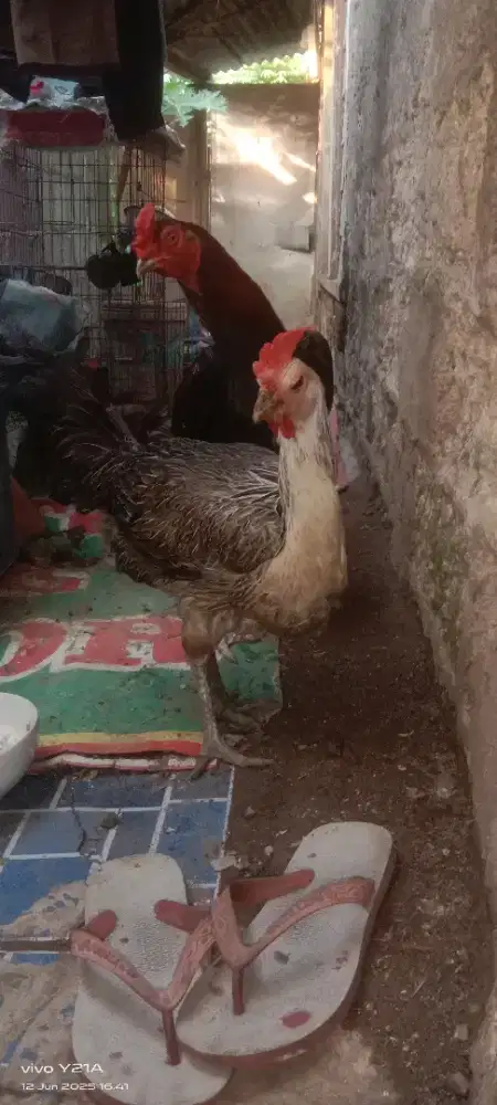 jual biang ayam pelung.udh pernah produksi 1x.