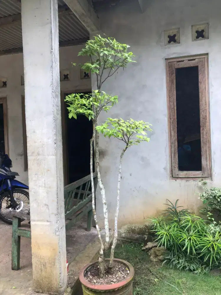 Bonsai taman anting putri