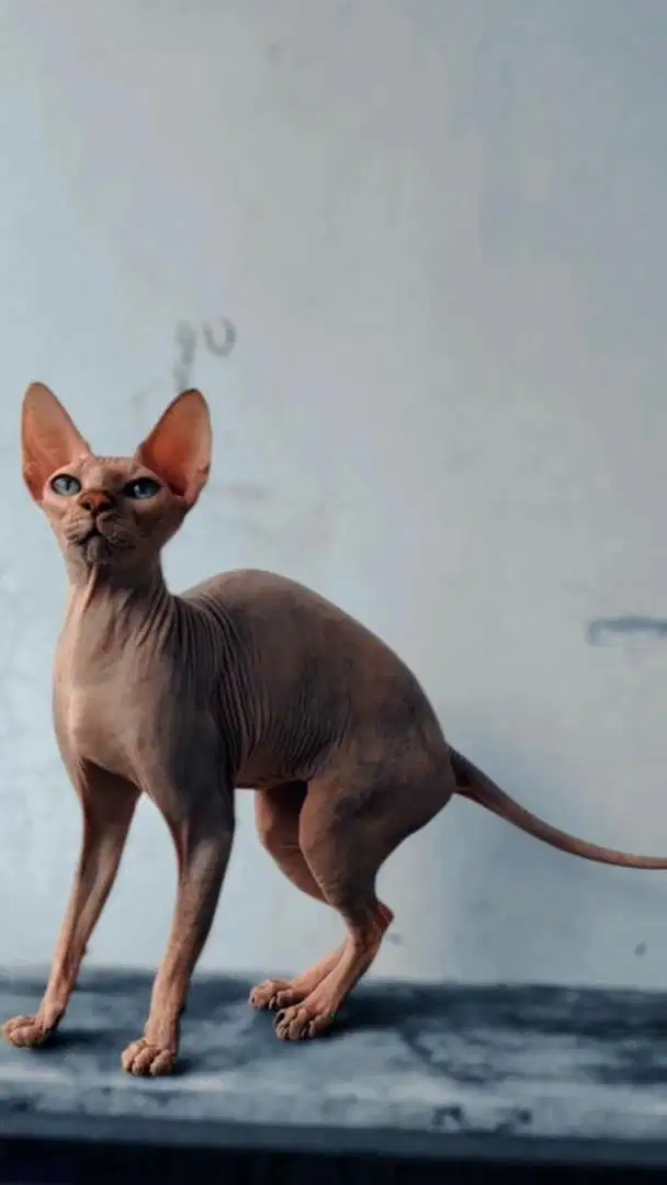 Indukan sphynx betina proven warna tortie barter BSH
