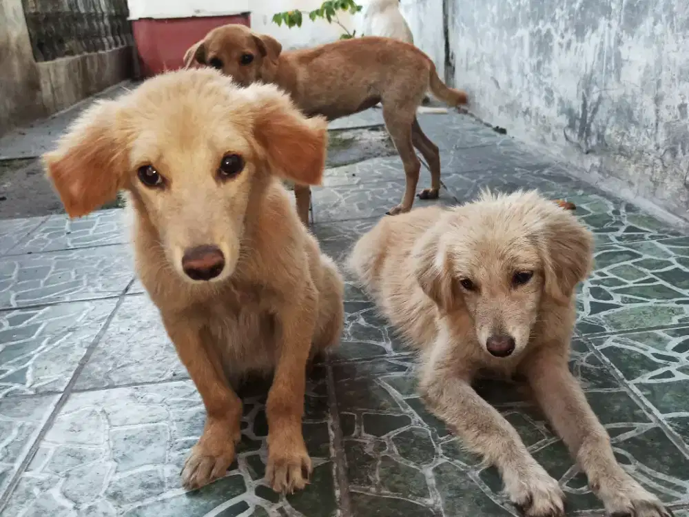 Mix Anakan Golden Labrador dgn Lokal