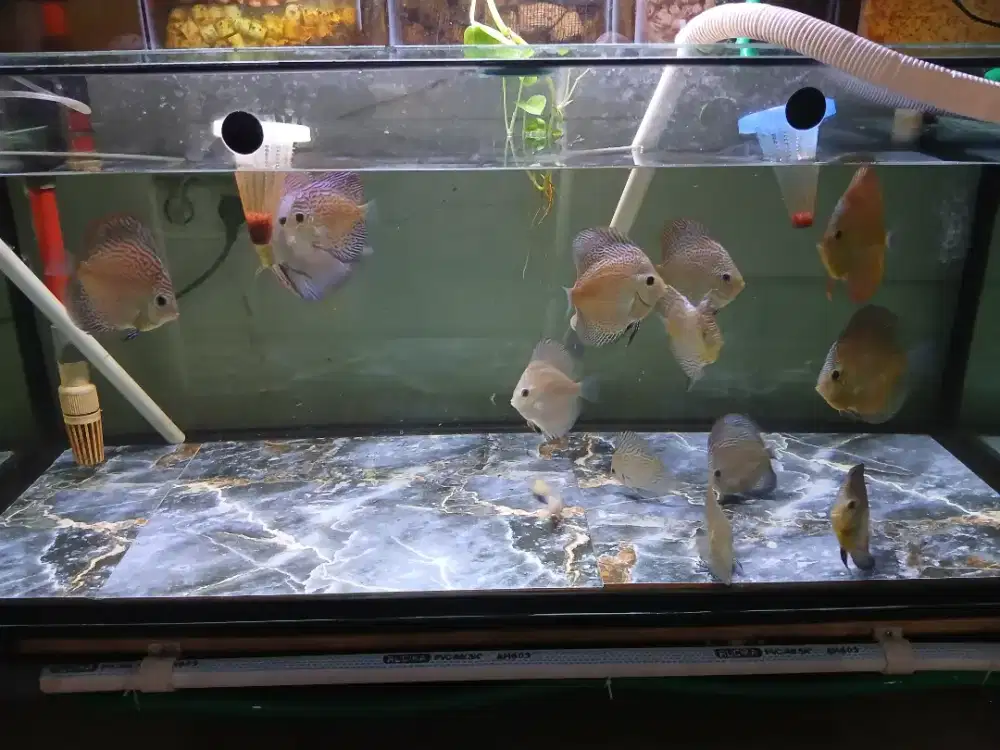 Ikan discus borongan