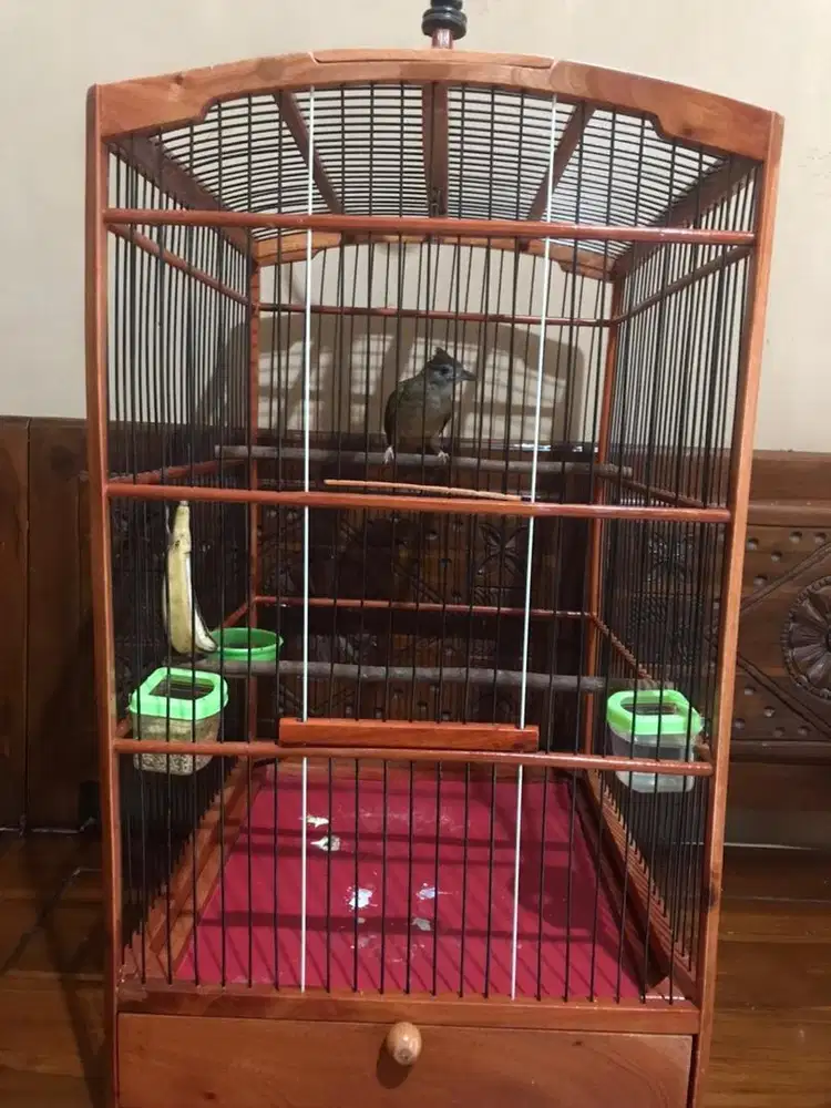 kapas tembak gacor dor