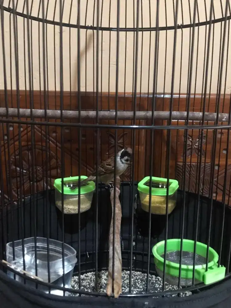 gereja jinaaaak gacooor dor