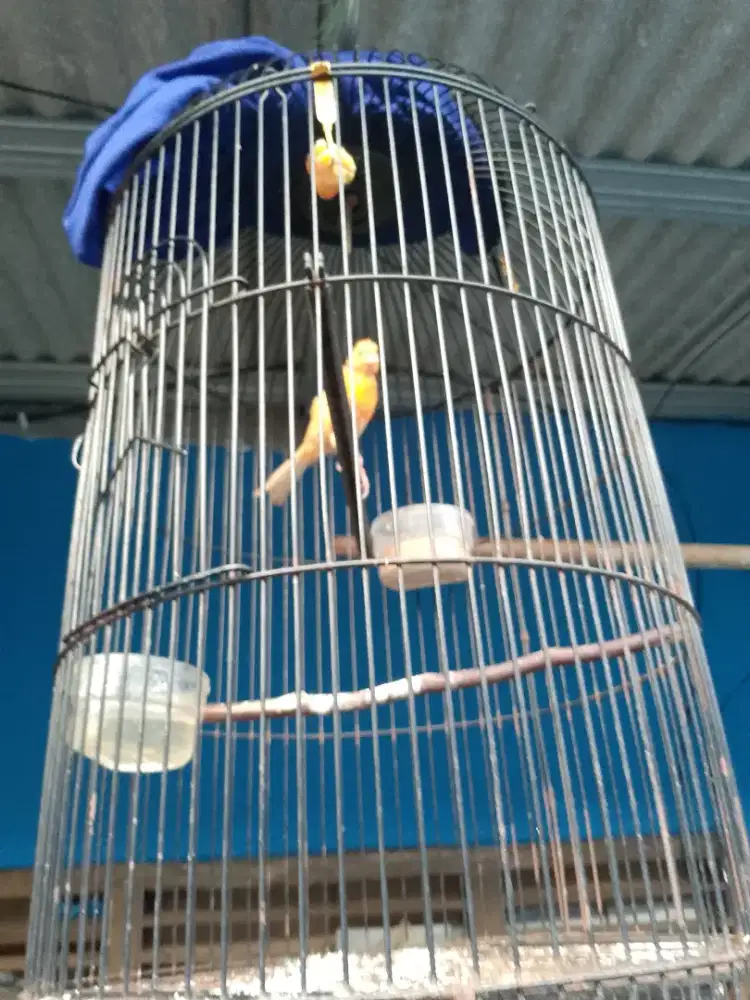 Burung kenari AF gacor