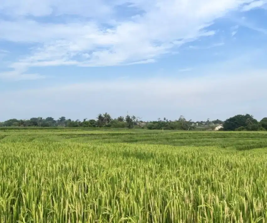 Tanah Soap Bangun Zona Pariwisata Tabanan