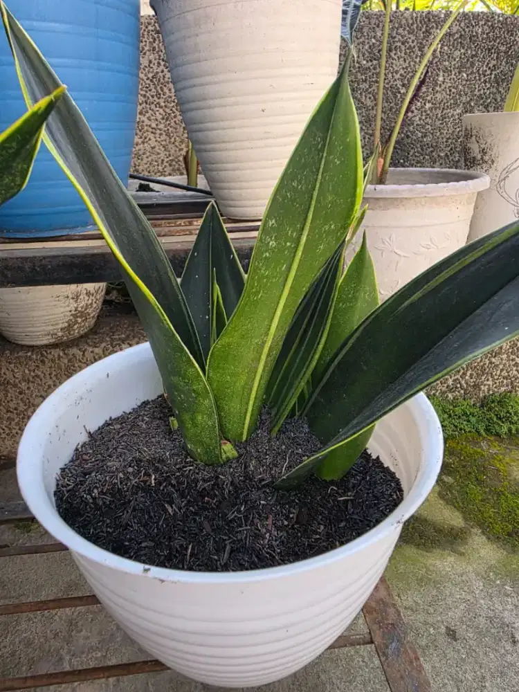 Sansevieria sherly