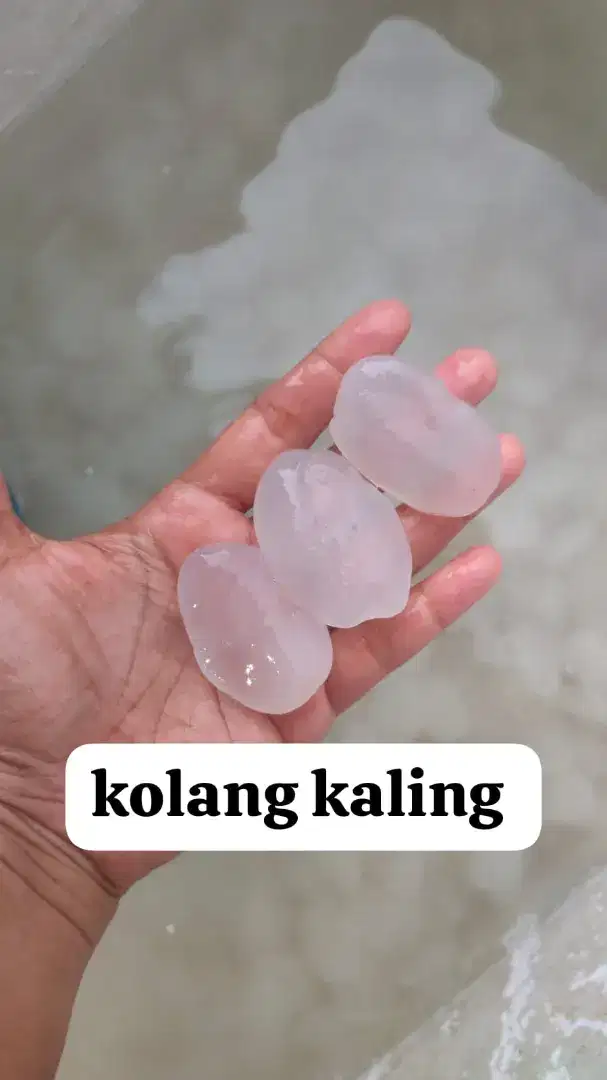 Kolang kaling sekilo 18.000